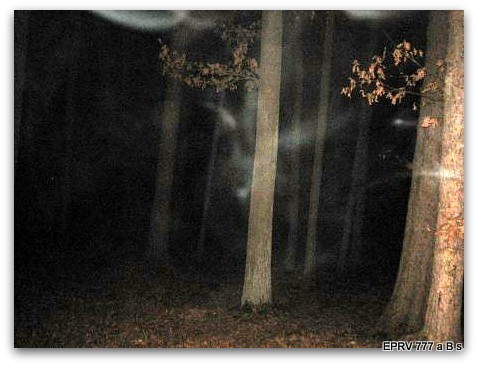 Branišovský les Bor-i takové bytosti vás pozorují